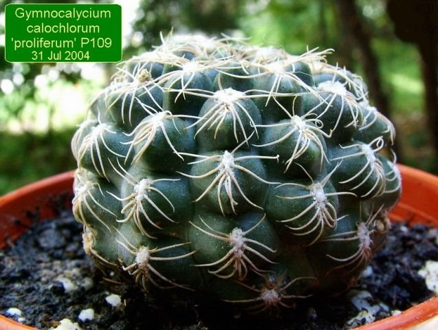 Gymnocalycium _calochlorum 'proliferum' P109_ 01